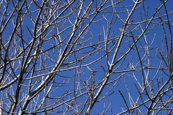 branches