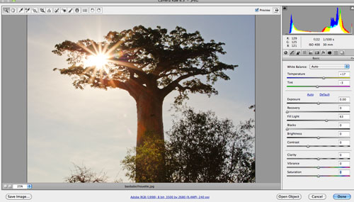 Baobob with fill light.