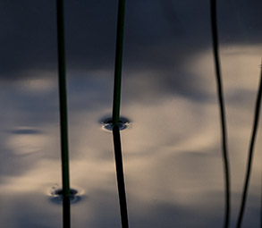 Sedge at sunset, Minnesota