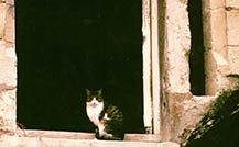 Talent, France, 1983